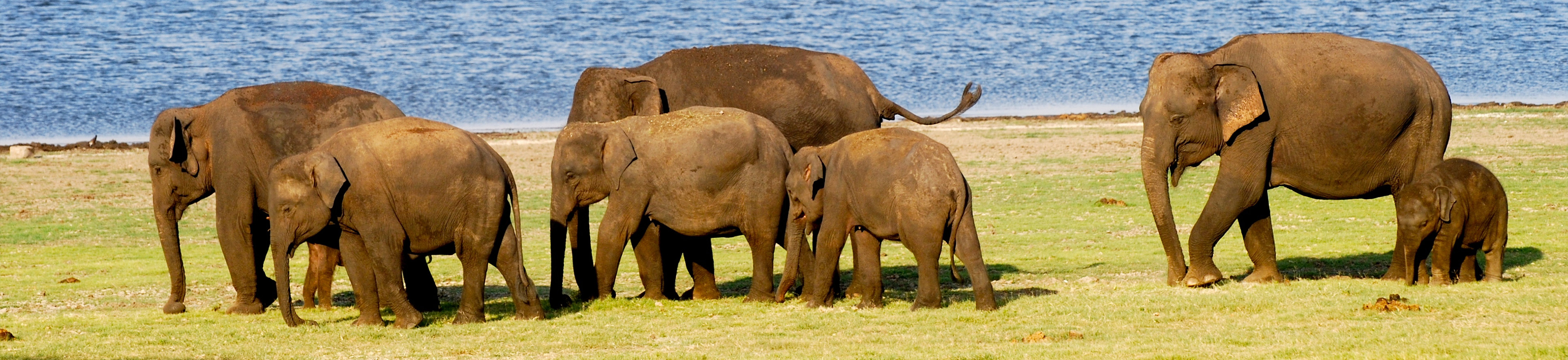 safari lodge adventure